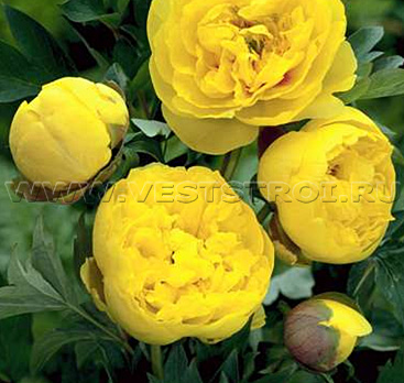 Пион (Itoh hybr.) Yellow Crown