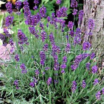 Лаванда английская Dwarf Blue