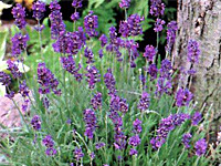 Лаванда английская Dwarf Blue
