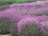 Лаванда английская Rosea