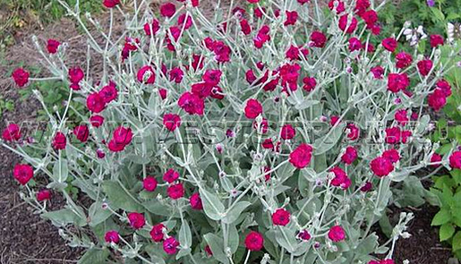 Лихнис корончатый (Lychnis coronaria)