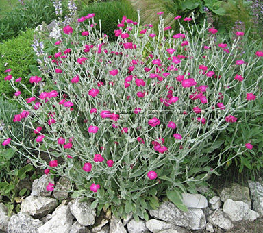 Лихнис корончатый (Lychnis coronaria)