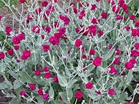 Лихнис корончатый (Lychnis coronaria)