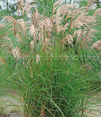 Мискантус китайский Gracillimus