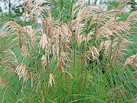 Мискантус китайский Gracillimus (Miscanthus sinensis Gracillimus)