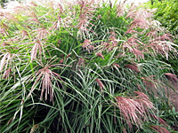 Мискантус китайский Kleine Fontane (Miscanthus sinensis Kleine Fontane)