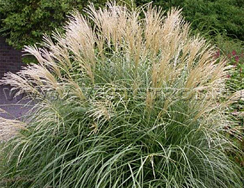 Мискантус (Miscanthus)
