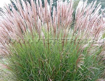 Мискантус (Miscanthus)