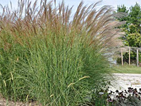 Мискантус китайский Morning Light (Miscanthus sinensis Morning Light)