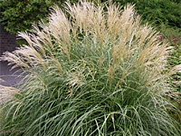 Мискантус (Miscanthus)