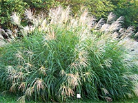 Мискантус китайский Silberfeder (Miscanthus sinensis Silberfeder)