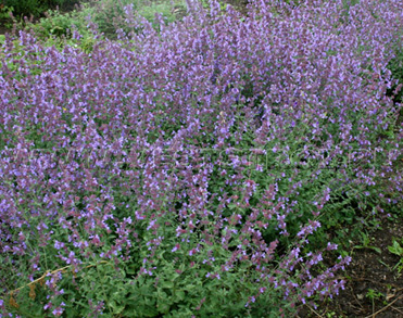 Котовник Фассена (Nepeta x faassenii)