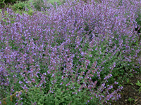 Котовник Фассена (Nepeta x faassenii)