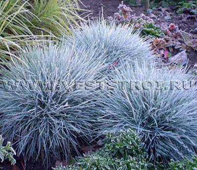 Овсяница сизая (Festuca glauca)