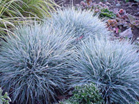 Овсяница сизая (Festuca glauca)