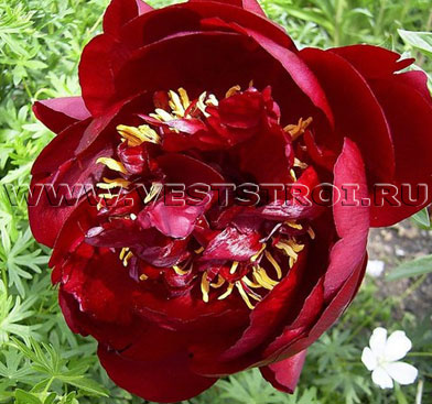 Пион Buckeye Belle