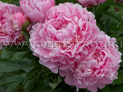 Пион Pink
