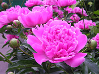 Пион (Paeonia)