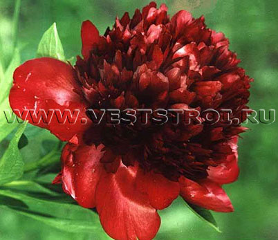 Пион Red Charm