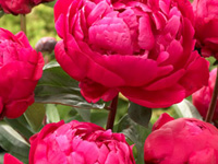 Пион Red Sarah Bernhardt
