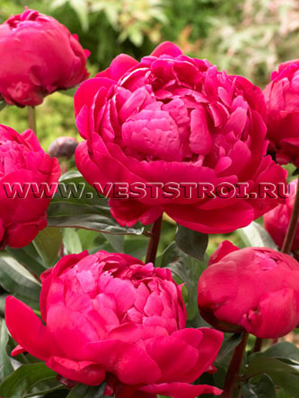 Пион Red Sarah Bernhardt