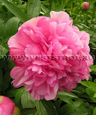 Пион Rosea Plena