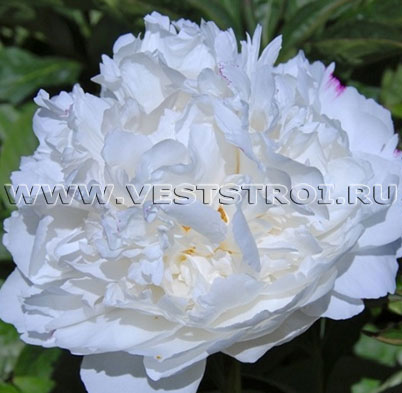 Пион White Sarah Bernhardt