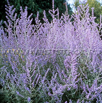 Перовския (Perowskia)