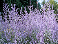 Перовския (Perowskia)