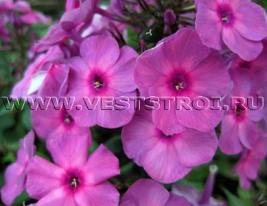 Флокс метельчатый Classic Cassis