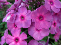 Флокс метельчатый Classic Cassis