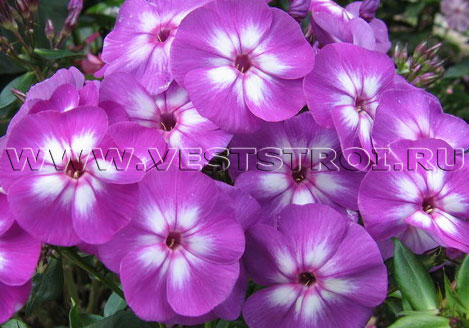 Флоксы (Phlox)