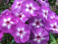 Флокс (Phlox)