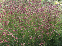 Кровохлебка лекарственная (Sanguisorba officinalis L.)