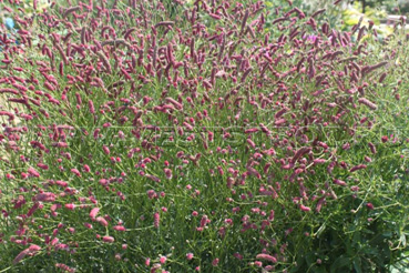Кровохлебка лекарственная (Sanguisorba officinalis L.)
