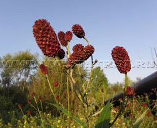 Кровохлебка лекарственная (Sanguisorba officinalis L.)