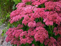 Седум (Sedum)