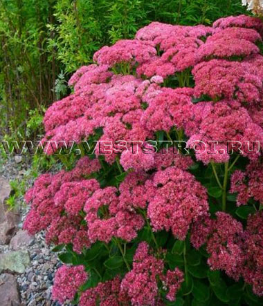 Седумы (Sedum)