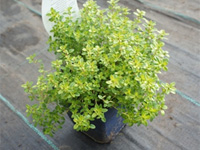 Тимьян лимоннопахнущий желтолистный (Thymus x citriodorus Aureus)