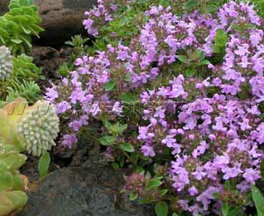 Тимьян кавказский (Thymus caucasicus)
