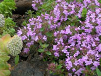 Тимьян кавказский (Thymus caucasicus)