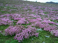 Тимьян (Thymus)