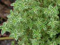 Тимьян лимоннопахнущий белоокаймленный (Thymus x citriodorus Silver Queen)