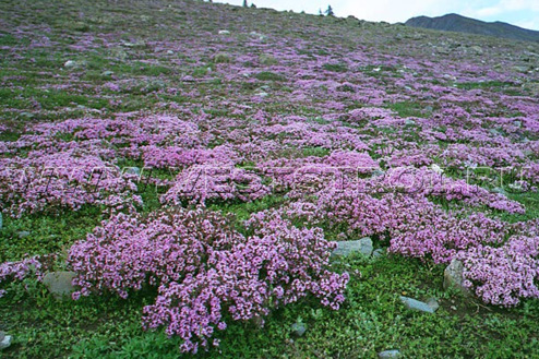 Тимьян (Thymus)