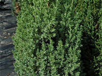 Можжевельник китайский Stricta