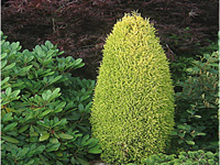 Можжевельник обыкновенный Gold Cone
