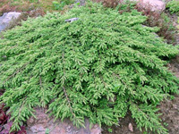 Можжевельник обыкновенный Green Carpet