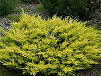 Можжевельник горизонтальный Lime Glow