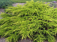 Можжевельник средний Pfitzeriana Aurea