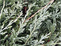 Можжевельник казацкий Glauca
